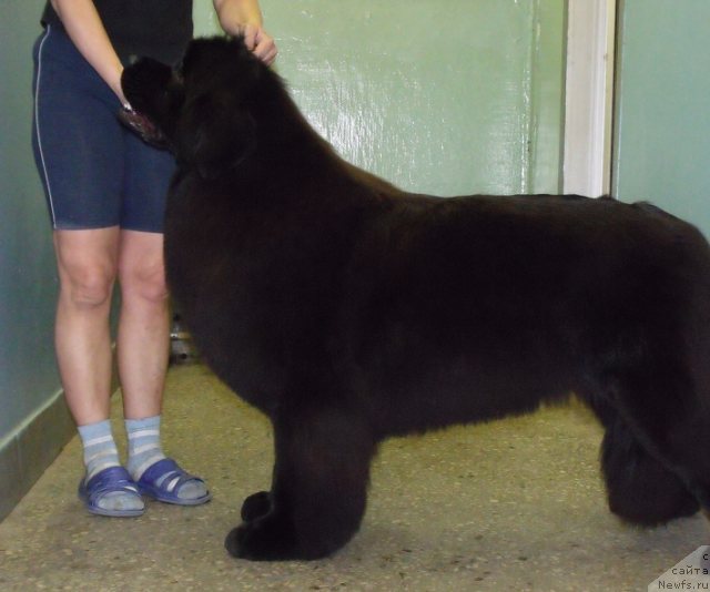 Фото: ньюфаундленд Grand Byebi Ariadna (Гранд Бэби Ариадна)