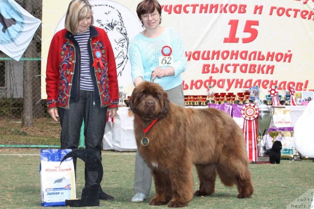 Фото: ньюфаундленд Izabel' iz Carstva Medvedey (Изабель из Царства Медведей)