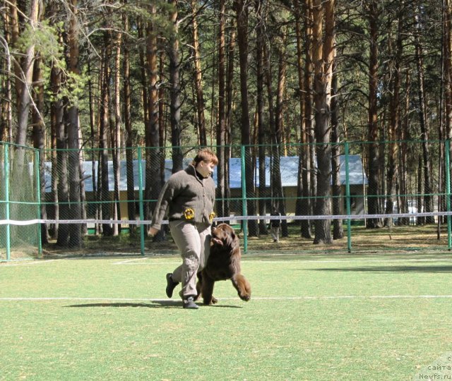 Фото: ньюфаундленд Koketka ot CHannel iz Medvej'ego YAra (Кокетка от Чаннел из Медвежьего Яра), Natal'ya Gostyuhina (Наталья Гостюхина)