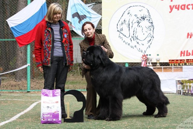 Фото: ньюфаундленд Aquatoriya Kelvin Kilimandzharo (Акватория Келвин Килиманджаро)