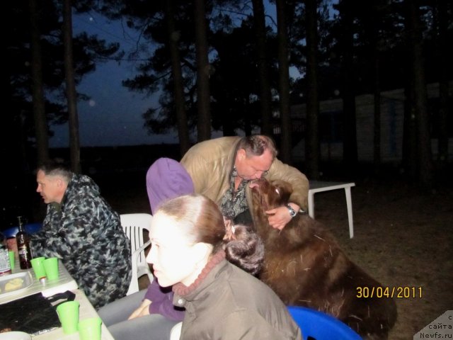 Фото: ньюфаундленд Komandor iz Medvej'ego YAra (Командор из Медвежьего Яра), Anna Mel'zeninova (Анна Мельзенинова)