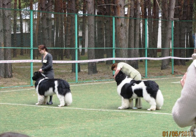 Фото: Nataliya Snigireva (Наталия Снигирева), ньюфаундленд Super Premium Zhodo Ferolli (Супер Премиум Жодо Феролли), Aleksandra Vesnina (Александра Веснина), ньюфаундленд Pitern'yuf CHin-CHin (Питерньюф Чин-Чин)