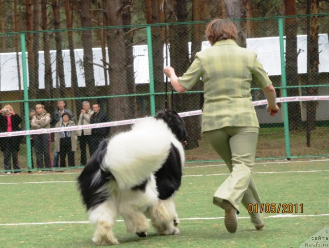 Фото: ньюфаундленд Super Premium Zhodo Ferolli (Супер Премиум Жодо Феролли), Nataliya Snigireva (Наталия Снигирева)