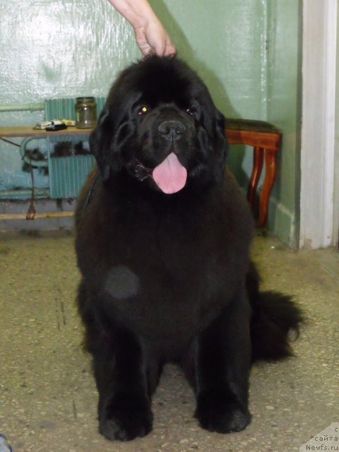 Фото: ньюфаундленд Grand Byebi Ariadna (Гранд Бэби Ариадна)