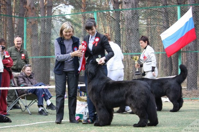 Фото: ньюфаундленд Aquatoriya Kelvin Impressa (Акватория Келвин Импресса)