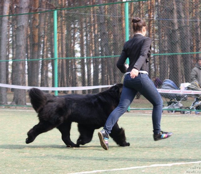 Фото: ньюфаундленд Aquatoriya Kelvin Impressa (Акватория Келвин Импресса)