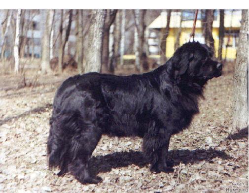 Фото: ньюфаундленд Velikiy Medved Black Queen (Великий Медведь Блэк Куин)