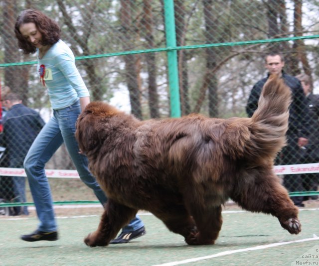 Фото: ньюфаундленд Miluko iz Arkaima (Милуко из Аркаима)