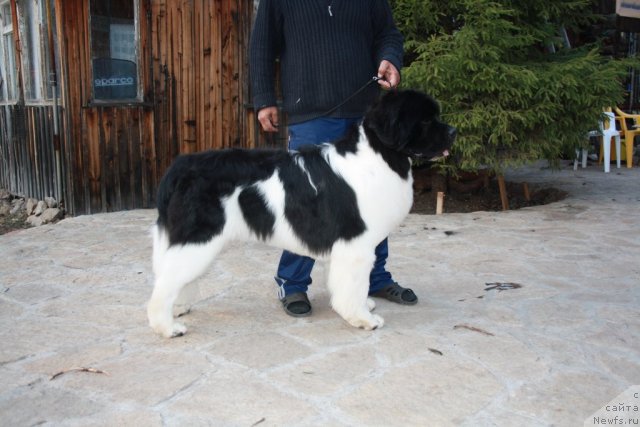 Фотография № 65118