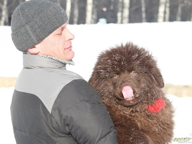 Фото: ньюфаундленд Ocharovashka s Berega Dona (Очаровашка с Берега Дона)