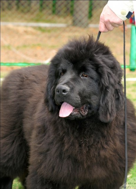 Фото: ньюфаундленд Akvatoriya Kelvin Politikan (Акватория Келвин Политикан)