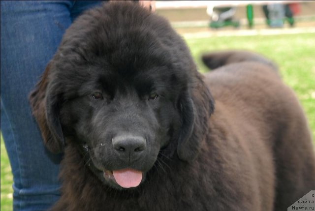 Фото: ньюфаундленд Akvatoriya Kelvin Premium from Nikas (Акватория Келвин Премиум фром Никас)