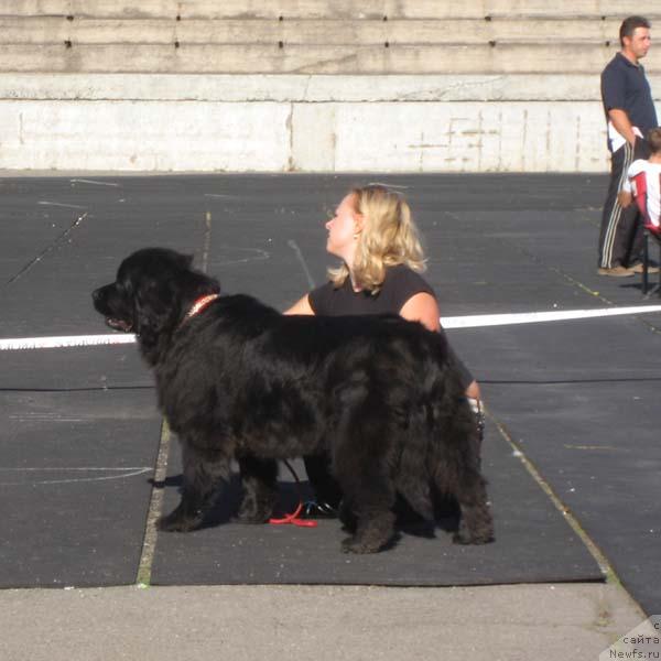 Фото: ньюфаундленд Black Queen (Блэк Квин)