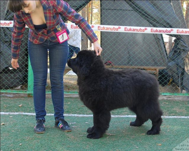 Фото: ньюфаундленд Akvatoriya Kelvin Plyey Styeyshn (Акватория Келвин Плэй Стэйшн)