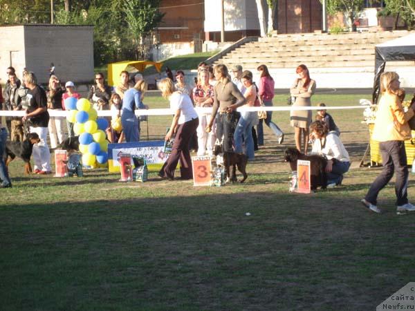 Фото: ньюфаундленд Kingova Doch s Berega Dona (Кингова Дочь с Берега Дона), Natal'ya Tatarinova (Наталья Татаринова)