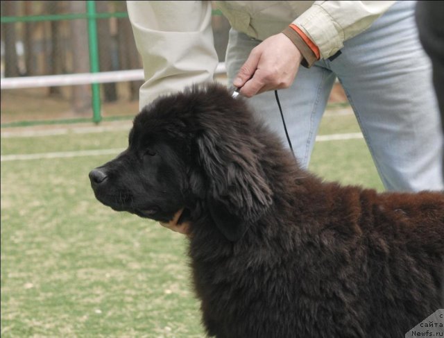 Фотография № 65161