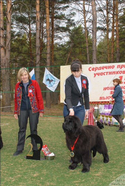 Фото: ньюфаундленд Akvatoriya Kelvin Plyey Styeyshn (Акватория Келвин Плэй Стэйшн)