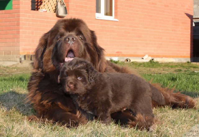 Фото: ньюфаундленд Amazing Grace vom Riesrand