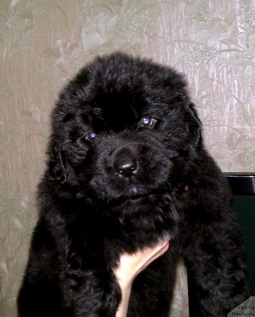 Фото: ньюфаундленд Uluvatu Devi Dan (Улувату Деви Дан)