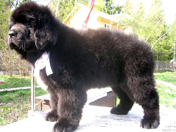 Фото: ньюфаундленд Skazochnaya Kroha Nikita (Сказочная Кроха Никита)