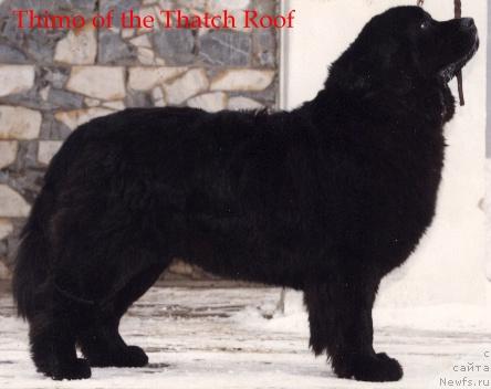 Фото: ньюфаундленд Thimo of the Thatch Roof