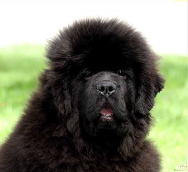 Фотография № 65212