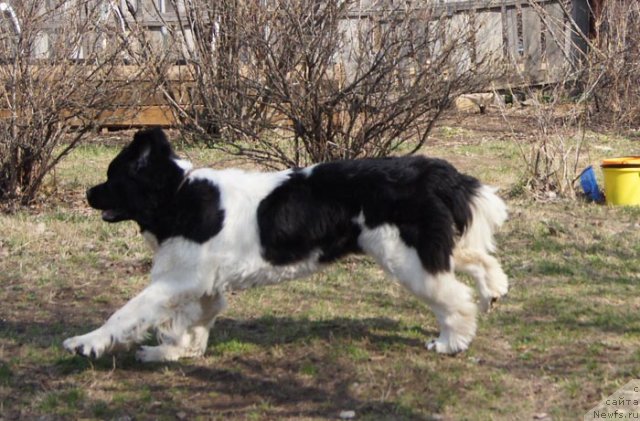 Фото: ньюфаундленд Super Premium Zheneva (Супер Премиум Женева)