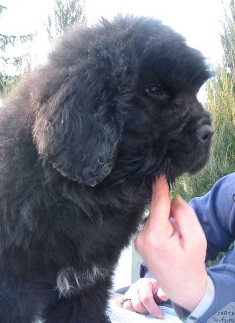 Фото: ньюфаундленд Midnight Lady's Voodoo Priest