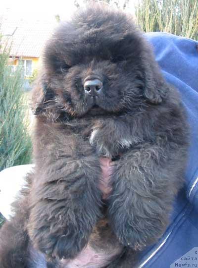 Фото: ньюфаундленд Midnight Lady's Voodoo Priest