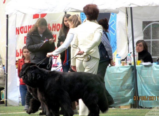 Фото: Nadejda Strel'cova (Надежда Стрельцова), Natal'ya Potehina (Наталья Потехина), ньюфаундленд Dynasty Queen iz Medvejyego Yara (Династия Квин из Медвежьего Яра)