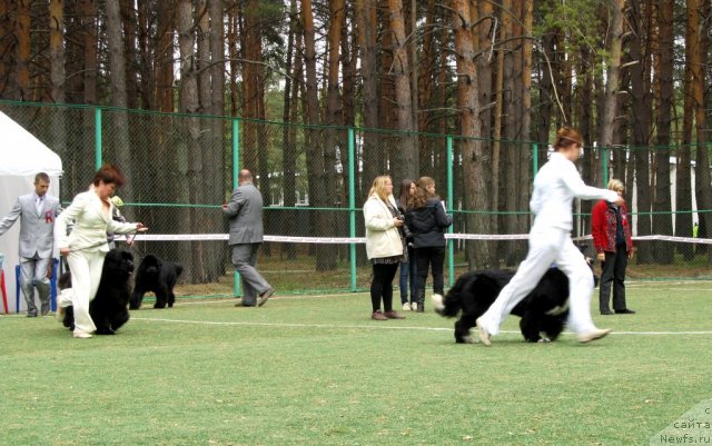Фото: Nadejda Strel'cova (Надежда Стрельцова), Aleksey Stupnikov (Алексей Ступников), Kseniya Novikova (Ксения Новикова), ньюфаундленд Ikona Stilya (Икона Стиля)