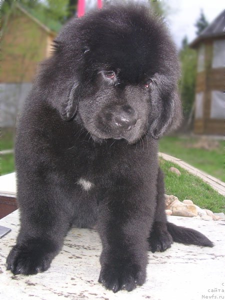 Фото: ньюфаундленд Skazochnaya Kroha Nikoleta (Сказочная Кроха Николета)