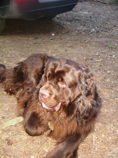 Фото: ньюфаундленд Fann'yuf Oksa-Dar (Фанньюф Окса-Дар)