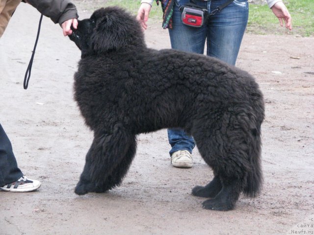 Фотография № 65290