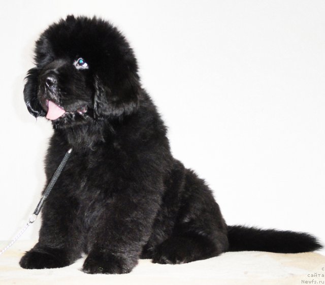 Фото: ньюфаундленд Beguschaya po Volnam Dancing Queen (Бегущая по Волнам Дансинг Квин)