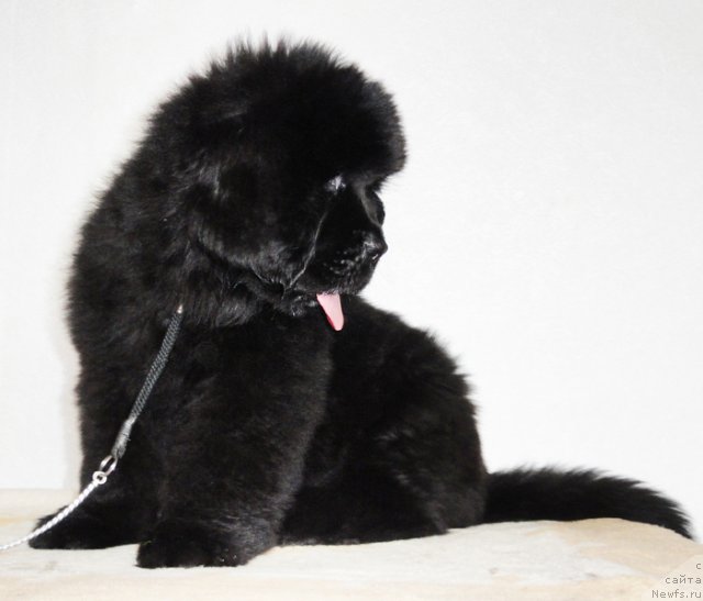 Фото: ньюфаундленд Beguschaya po Volnam Dancing Queen (Бегущая по Волнам Дансинг Квин)