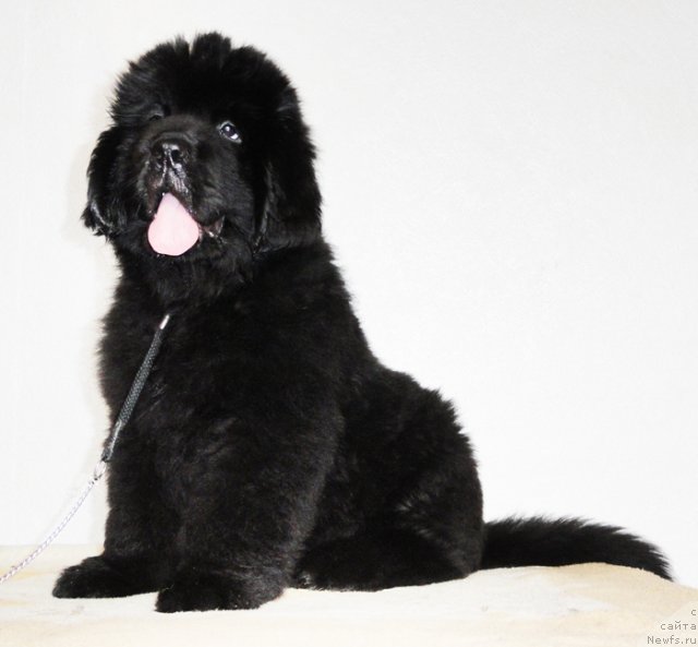 Фото: ньюфаундленд Beguschaya po Volnam Dancing Queen (Бегущая по Волнам Дансинг Квин)