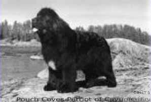Фото: ньюфаундленд Pouch Cove's Patriot of Cayuga