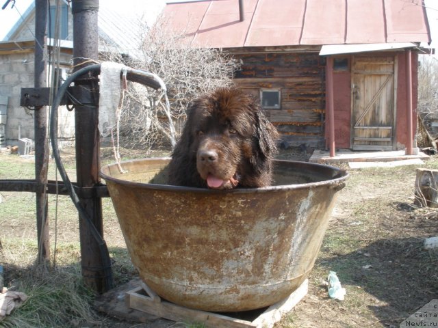 Фото: ньюфаундленд Lesnaja Skazka Korolevskiy Medved (Лесная Сказка Королевский Медведь)