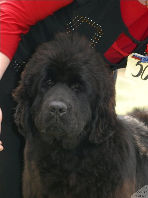 Фотография № 65364