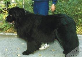 Фото: ньюфаундленд Bocman iz Plemeni Kedra (Боцман из Племени Кедра)