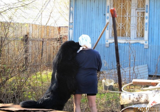 Фото: ньюфаундленд Ih Vyisochestvo Vladlena Madjiks (Их Высочество Владлена Маджикс)