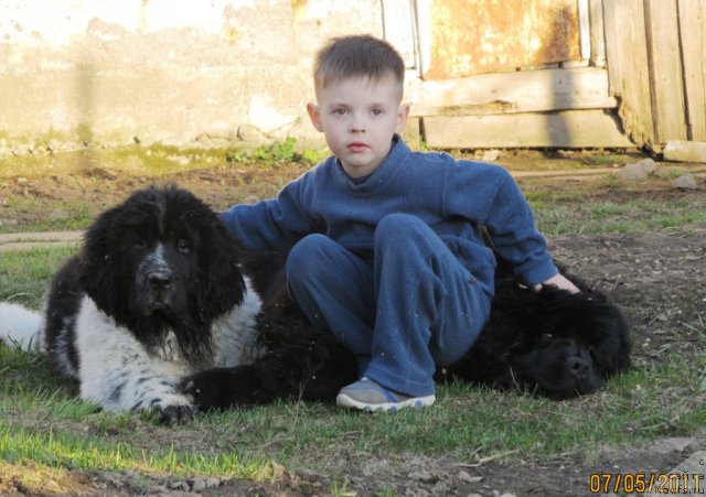 Фото: ньюфаундленд Ih Vyisochestvo Vladlena Madjiks (Их Высочество Владлена Маджикс), ньюфаундленд Super Bizon Ekaterinburg (Супер Бизон Екатеринбург), Славяшка Нистратов