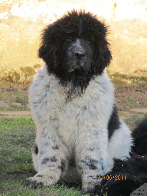 Фото: ньюфаундленд Super Bizon Ekaterinburg (Супер Бизон Екатеринбург)