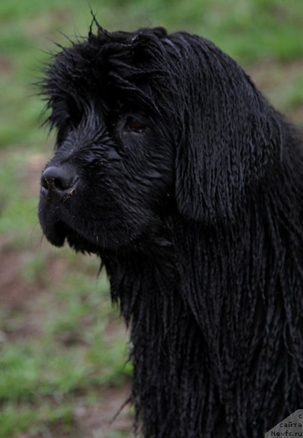 Фото: ньюфаундленд Osoba Statnaya iz Medvej'ego YAra (Особа Статная из Медвежьего Яра)