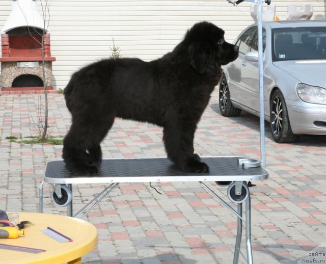 Фото: ньюфаундленд Sent Djons Handsel for Me (Сент Джонс Хендсел фо Ми)