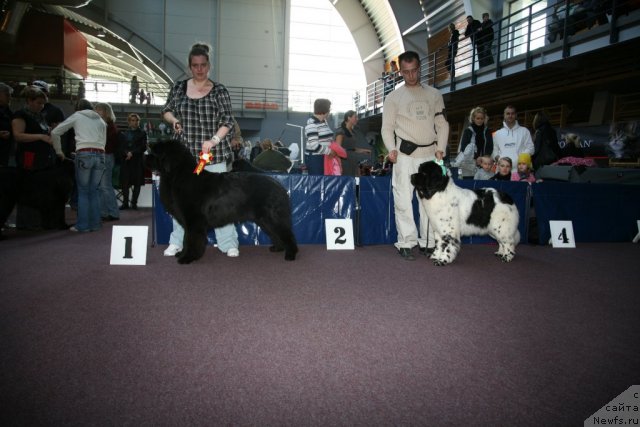 Фото: ньюфаундленд Gimenej Golden Star, ньюфаундленд Akvian Song Zero Graviti (Аквиан Сонг Зеро Гравити)