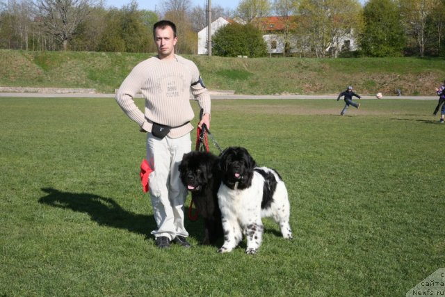 Фото: ньюфаундленд Gimenej Golden Star, ньюфаундленд Akvian Song Zero Graviti (Аквиан Сонг Зеро Гравити), Aleksandr Rozenfel'd (Александр Розенфельд)