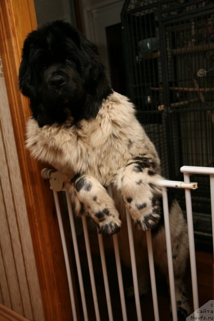 Фото: ньюфаундленд Akvian Song Zero Graviti (Аквиан Сонг Зеро Гравити)