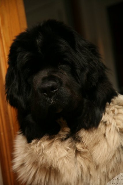 Фото: ньюфаундленд Akvian Song Zero Graviti (Аквиан Сонг Зеро Гравити)